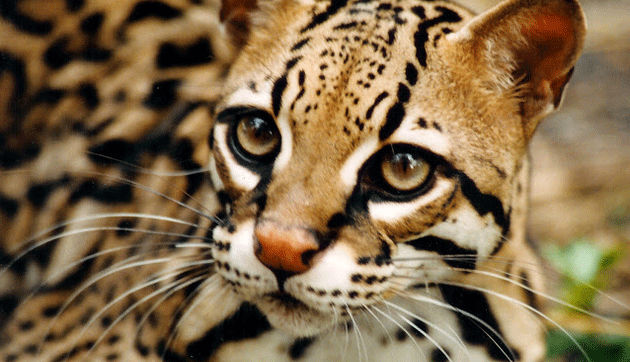 Ocelote Post Featured Image